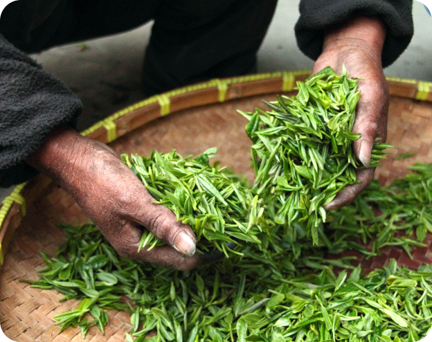 Light Collection-Green Tea
